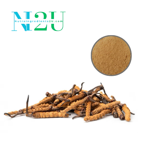 Cordyceps extract