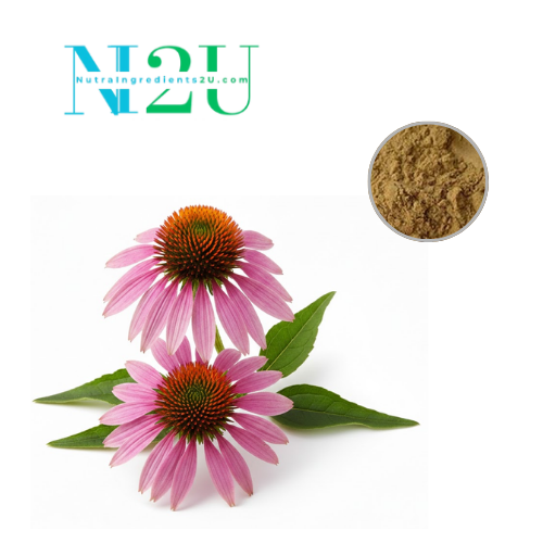 Echinacea Purpurea Extract